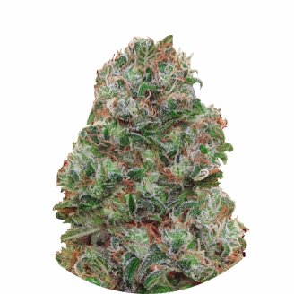 Семена марихуаны купить сорт Bubble Gum Fem.