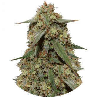 Семена марихуаны купить сорт Girl Scout Cookies Fem.