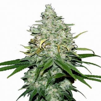 Семена марихуаны купить сорт Fat Bastard Auto Fem.