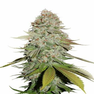 Семена марихуаны купить сорт Keepers OG Auto Fem.
