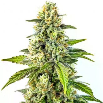 Семена марихуаны купить сорт Mango Sherbert Auto Fem.