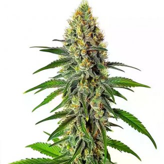 Семена марихуаны купить сорт Mint Jelly Auto Fem.