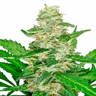 Семена марихуаны купить сорт Poddy Mouth Fem.